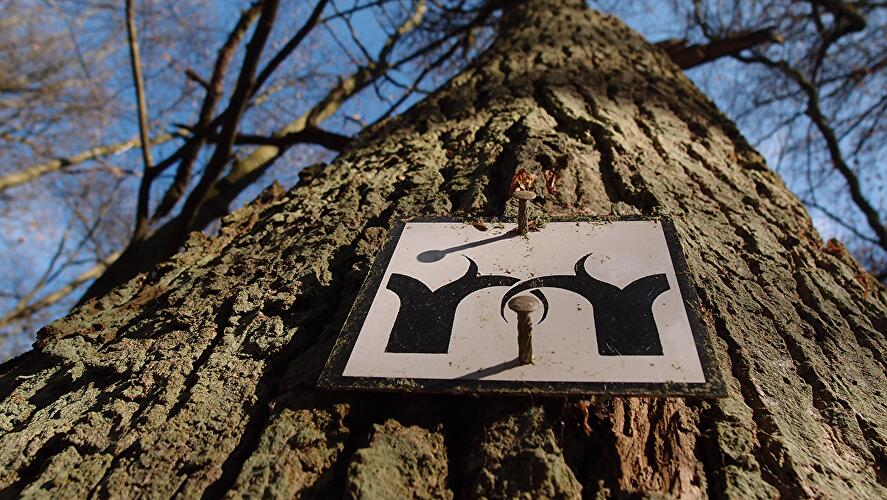 Auf den Spuren des Rheingauer Gebücks