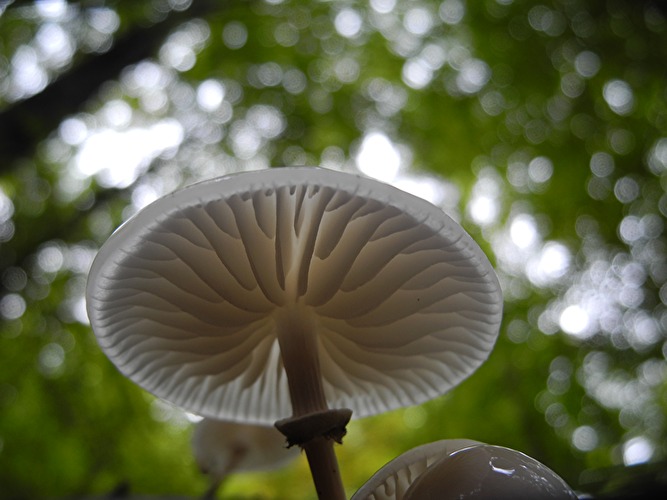 Pilze, Pilzwanderung Naurother Heide (Heidenrod)