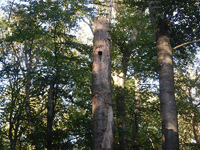Fledermäuse - geheimnisvolle Wesen der Nacht
