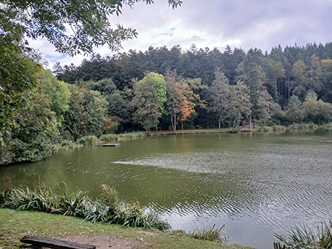 Die Schönheit des Herbstwaldes entdecken