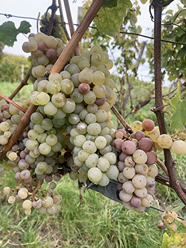 Hallgarter Sonnenrunde