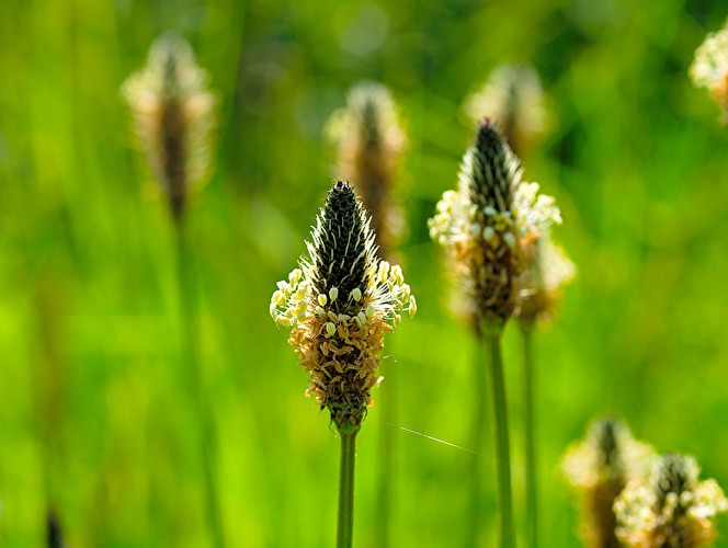 Kräuter am Wegesrand und in der Wiese