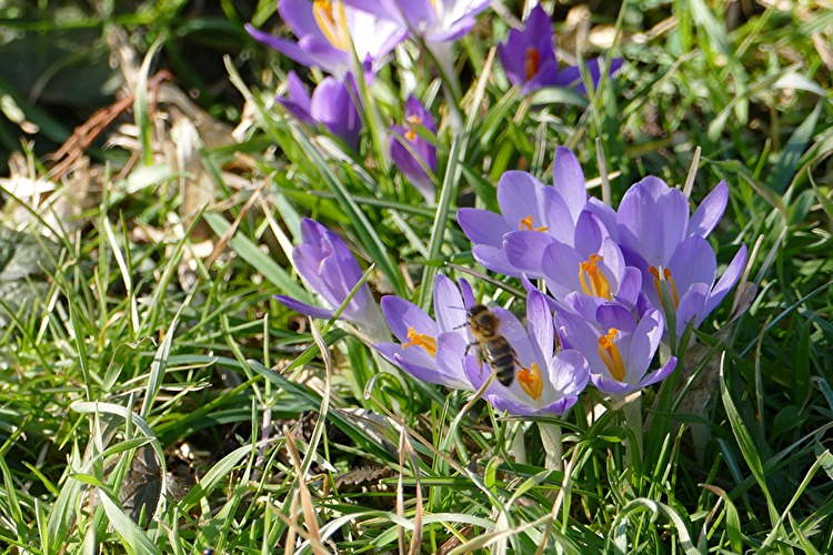 Frühlingserlebnis im Theißtal
