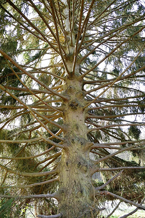 Sommerglanz im Theißtal