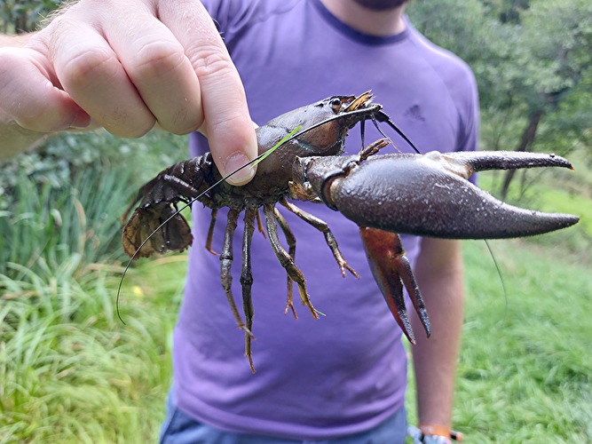 Die stillen Eroberer