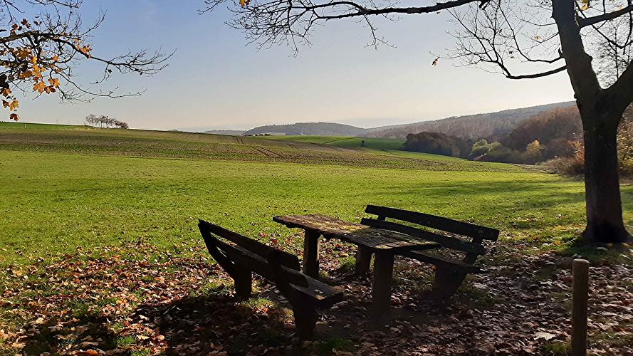 Picknickwiese Rennpferd