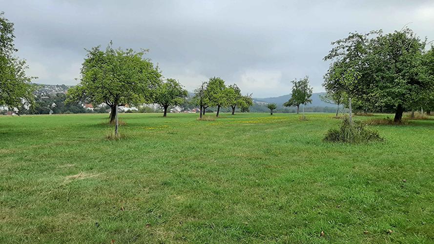 Picknickwiese Fuchsberg