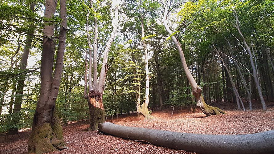 Rheingauer Gebückbäume