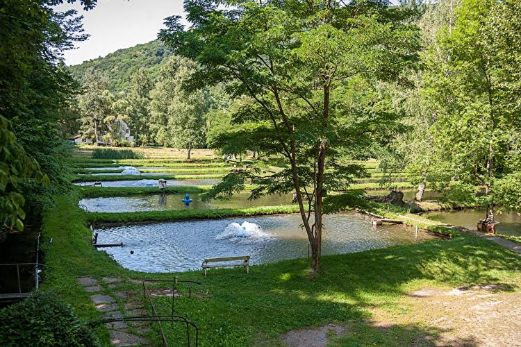 Forellenhöfe Wisperforelle