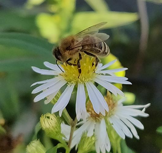 Rheingauer Blütenhonig