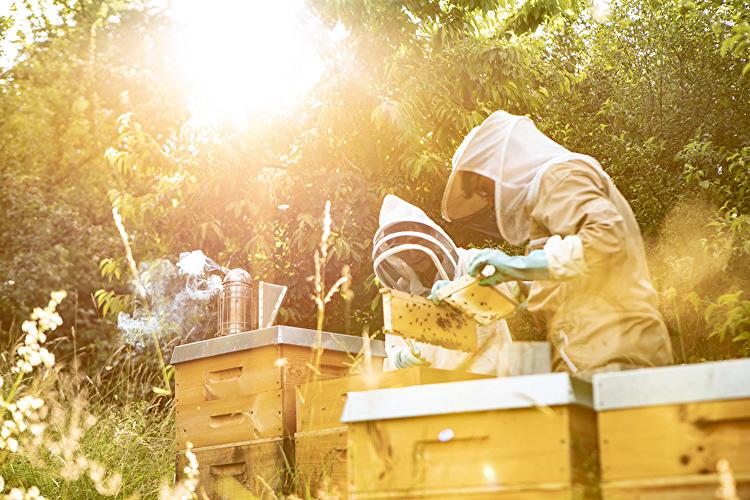 Bioland Imkerei Taunusbiene