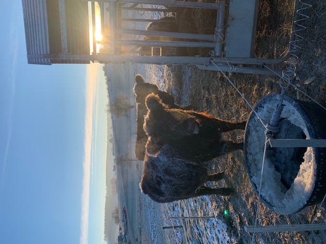 Galloway-Zucht-Hohenstein