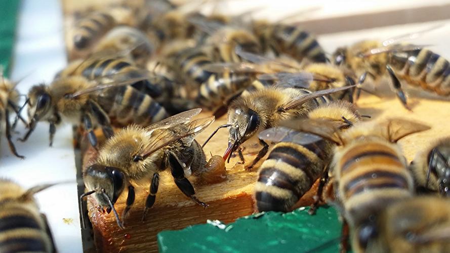 Imkerei  Angela Porkert