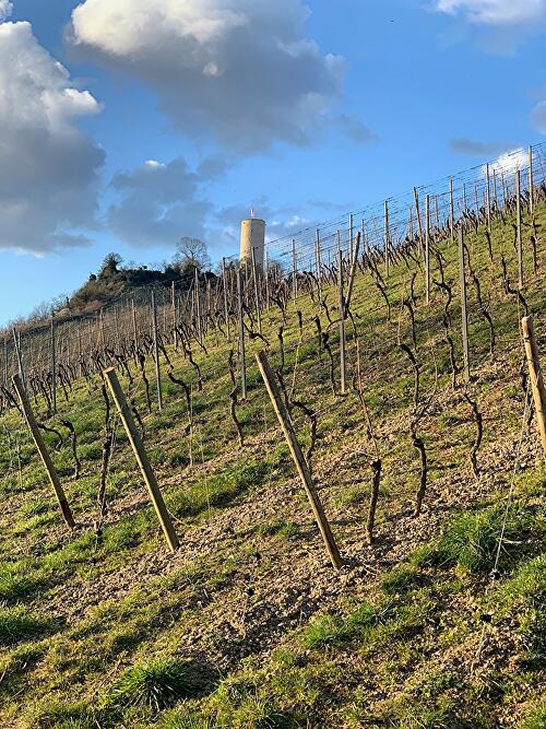 Burgruine Scharfenstein