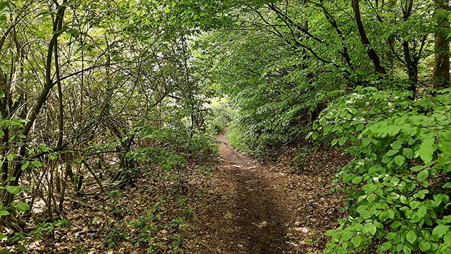 Kellerskopf - Geweih