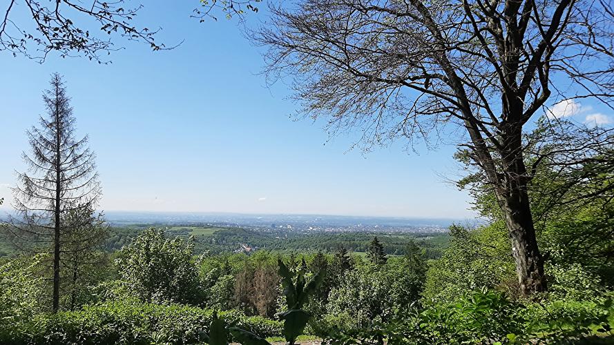 Kellerskopf - Rehbock