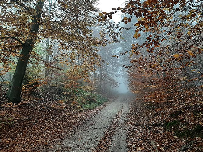 Weilburger Tal - Libelle