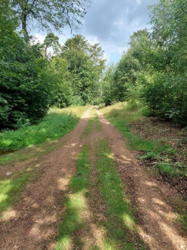 Am Bettelsmannbaum - Fichte