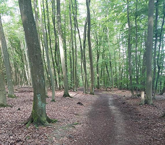 Am Bettelsmannbaum - Milan