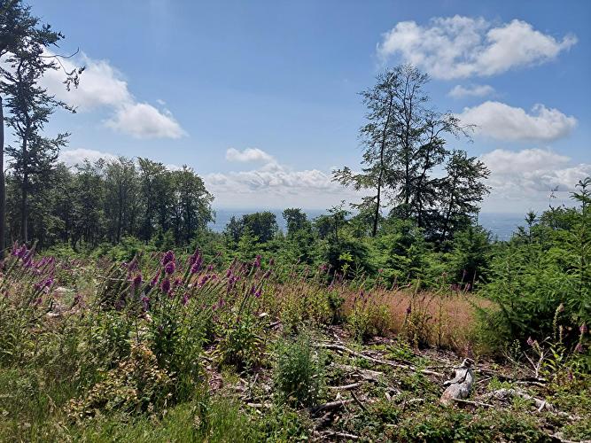 Förster Bittereiche - Fuchs