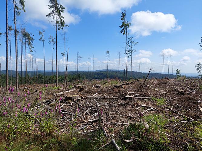 Förster Bittereiche - Keiler