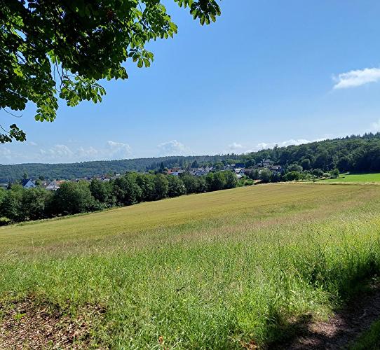 Förster Bittereiche - Pilz