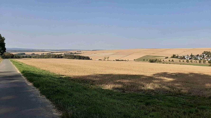 Eisersbach - Eichhörnchen