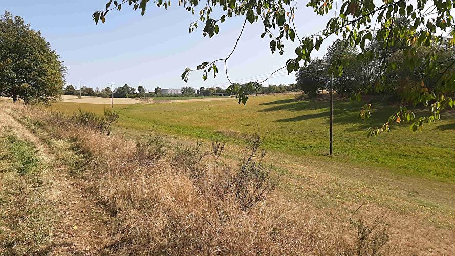 Eisersbach - Erlenblatt