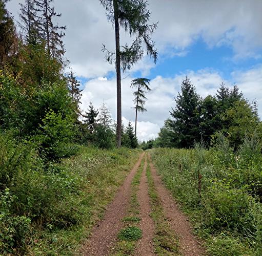 Hohe Wurzel - Geweih