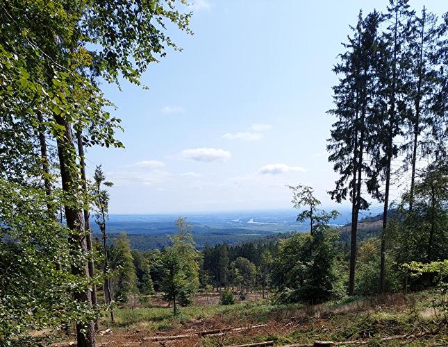 Kreistanne - Schnepfe