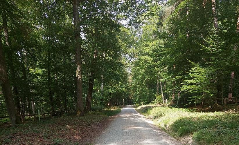 Monstranzenbaum - Pilz