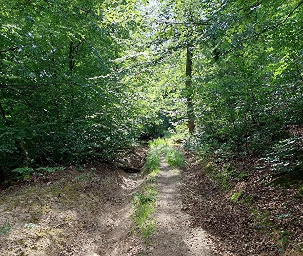 Rausch - Lindenblatt