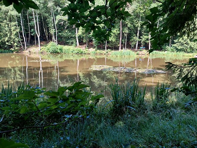 Schindwald - Forelle