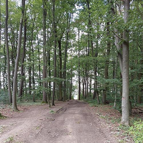 Schnepfengarten - Hase