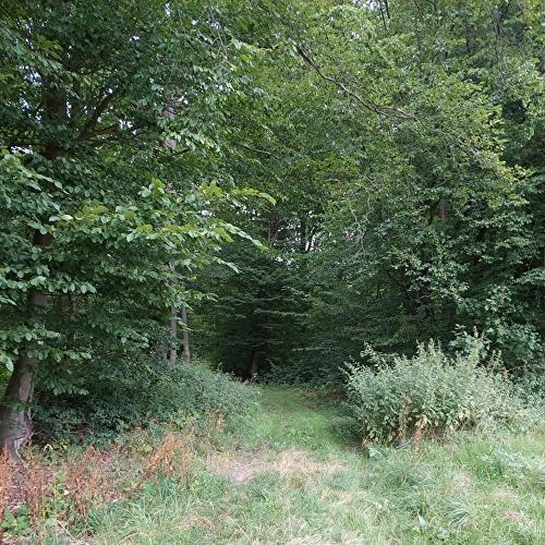 Schnepfengarten - Schnepfe