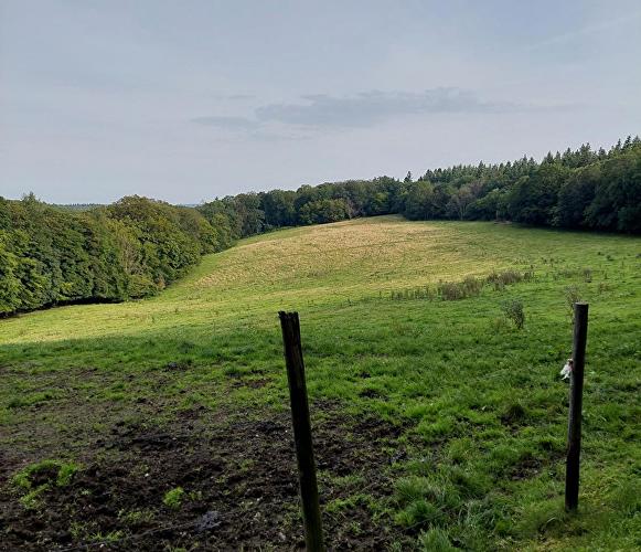 Weißenthurm - Lindenblatt