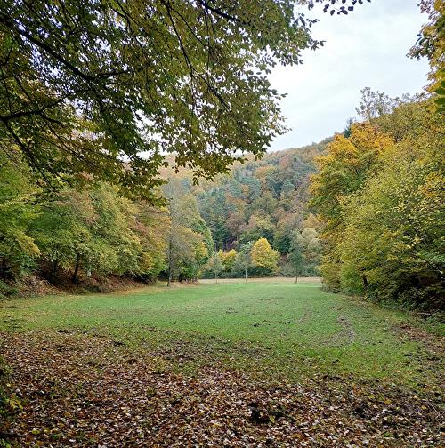 Kesselbachtal - Hirschkäfer