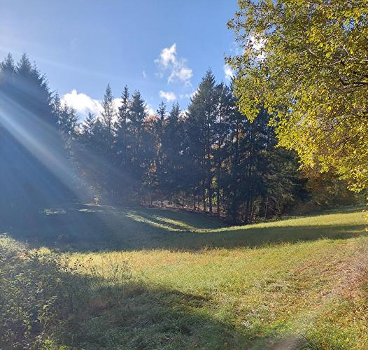 Kesselbachtal - Libelle