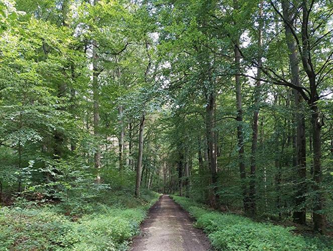 Zinsgraben - Hirschkäfer