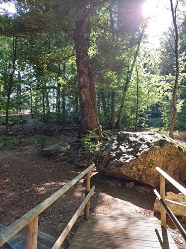 Waldlehrpfad Schlangenbad