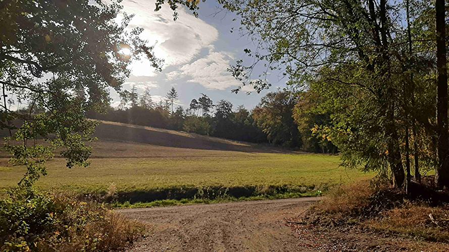 Glaswald - Hirschkäfer