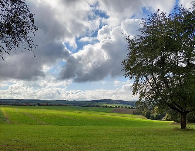 Totenkopf - Schnepfe