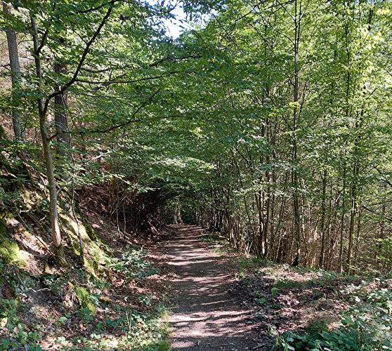 Laukenmühle - Eichhörnchen