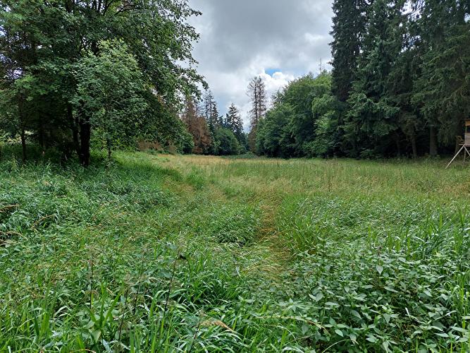 Langschieder Stock - Eichenblatt