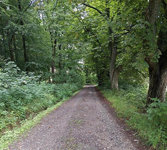 Langschieder Stock - Rehbock