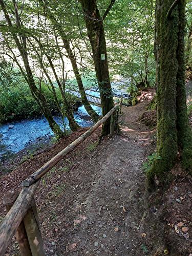 Kleine Wisper - Pilz