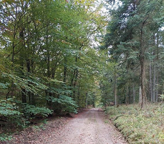 Kühtränker Kopf - Erlenblatt