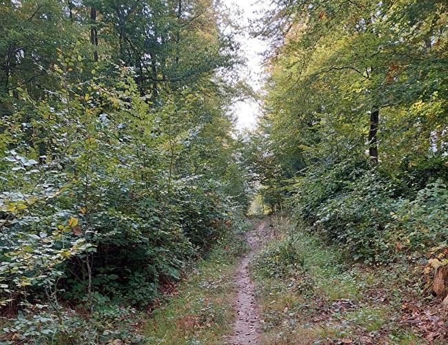 Kühtränker Kopf - Fuchs