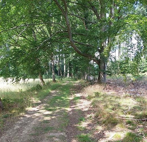 Naurother Heide - Schmetterling