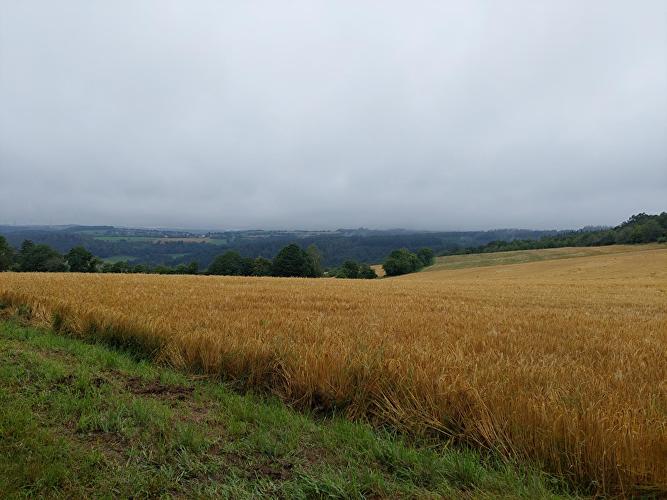 Wisperblick - Hirschkäfer